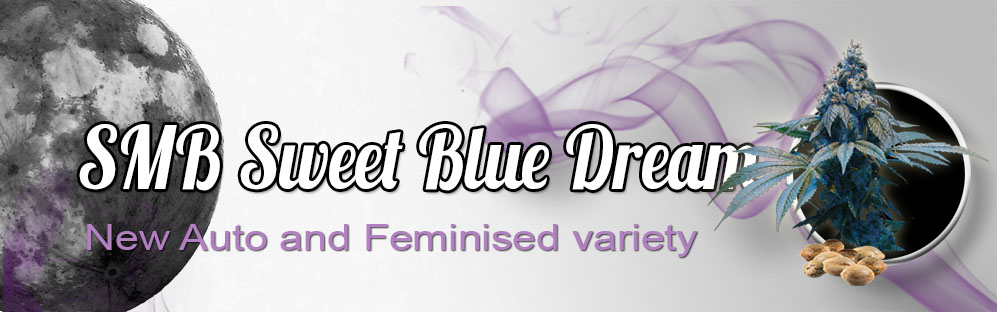 banner-principal-blue-dream-ingl-s