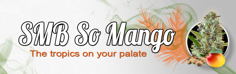 banner-principal-mango-ingl-s